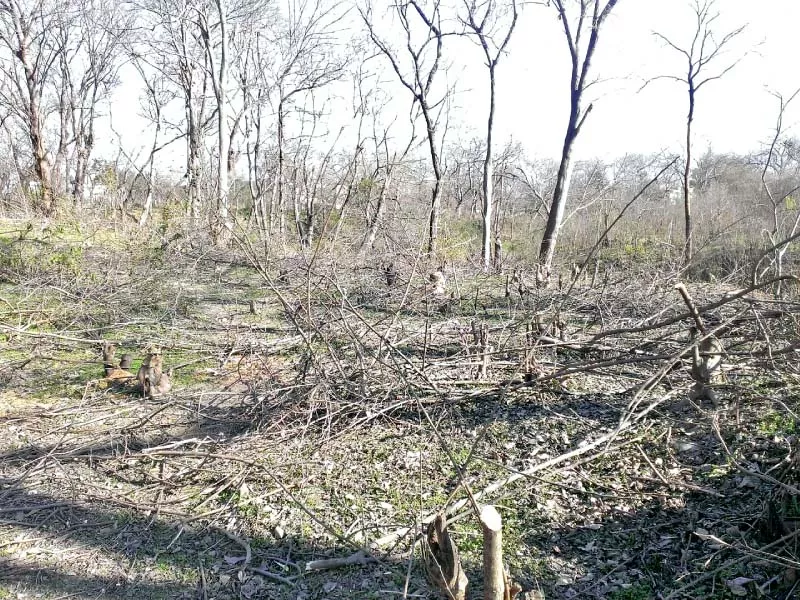 cut tree stumps covered by branches photo express cut tree stumps covered by branches photo express