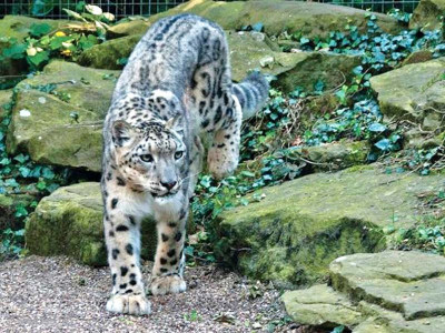 panic as snow leopards strike again in gojal valley panic as snow leopards strike again in gojal valley