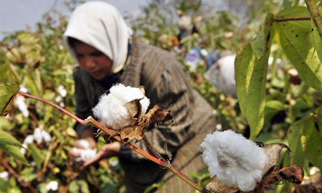 in this photo a farmer collects cotton harvest at a farm photo afp in this photo a farmer collects cotton harvest at a farm photo afp