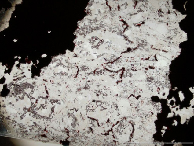 a field of microscopic filamentous microfossils inside a rounded concretion from the jasper rock in the nuvvuagittuq supracrustal belt in qu bec canada photol afp