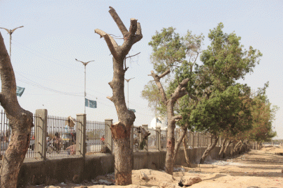 green line brt fails to keep promise of transplanting 800 trees