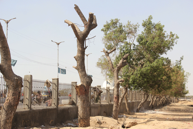 to make room for the construction of green line brt 800 of the trees on the way of its tracks were supposed to be transplanted to mazar e quaid only four of the 12 trees transplanted have survived photo ayesha mir