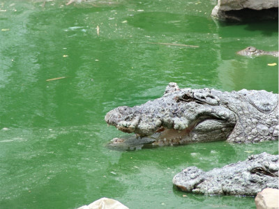 caretaker takes govt to court over manghopir shrine closure caretaker takes govt to court over manghopir shrine closure