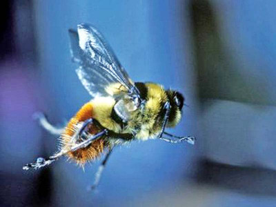 farmers to get cash prizes for eradicating warble fly