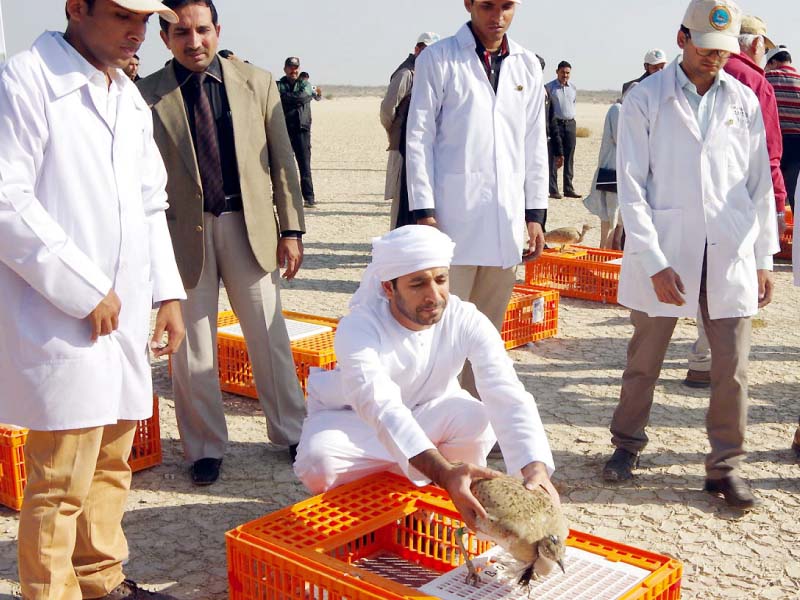 the birds being released by officials in lal suhanra national park photo online