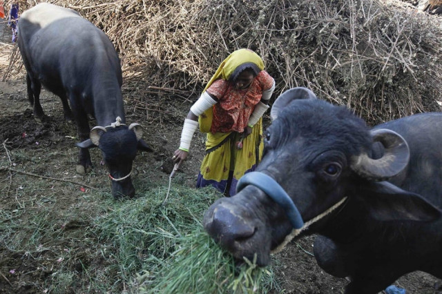 tangoo a cotton picker feeds her family buffaloes outside her home in meeranpur village north of karachi photo reuters