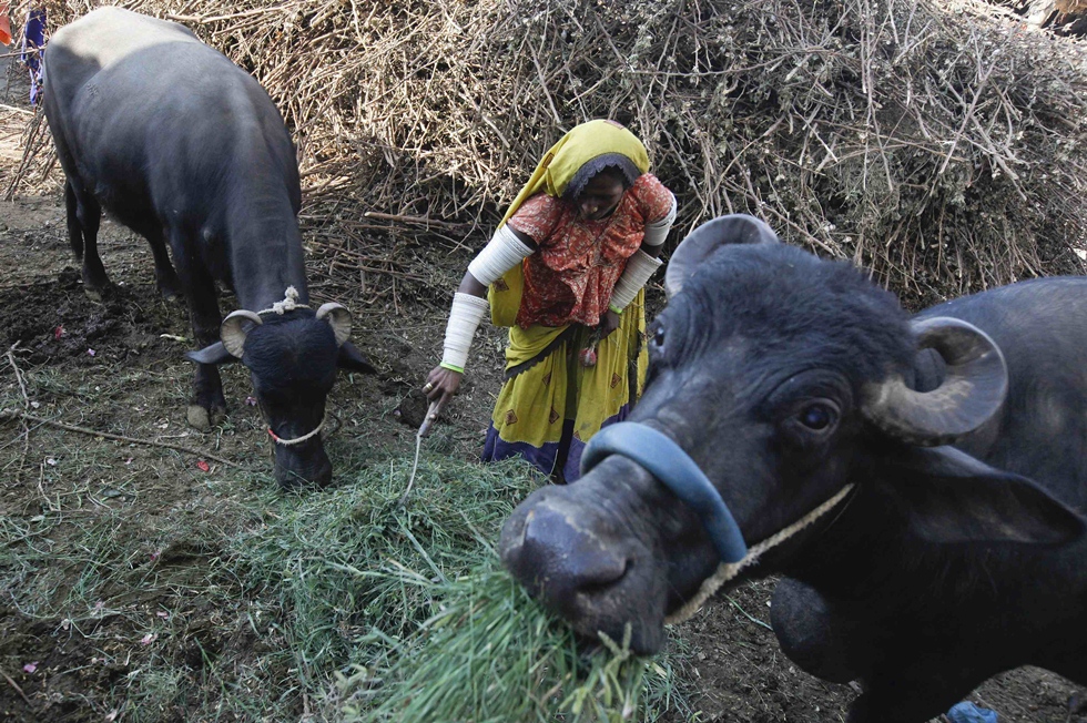 alleviating poverty 252 deserving women get buffaloes