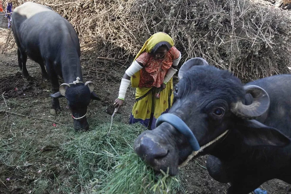 tangoo a cotton picker feeds her family buffaloes outside her home in meeranpur village north of karachi photo reuters