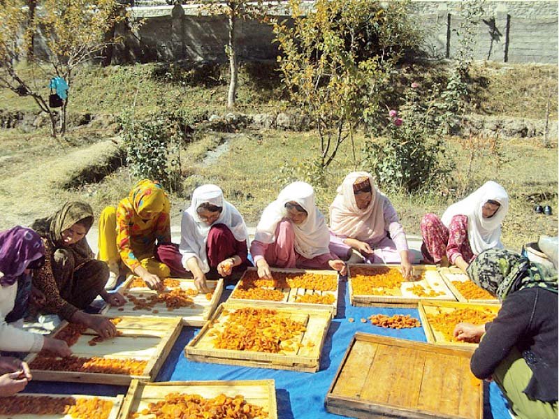 women dry apricots in sun under an aga khan rural support programme initiative photo file