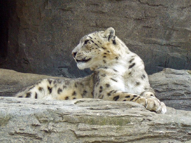 we will make all out efforts with conservationists and wildlife experts to save the snow leopard from extinction photo file