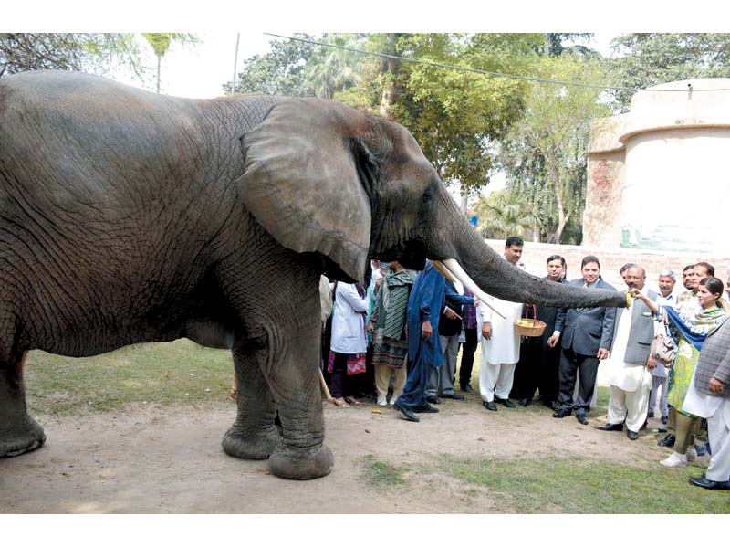 visitors feed an elephant in lahore zoo photo online