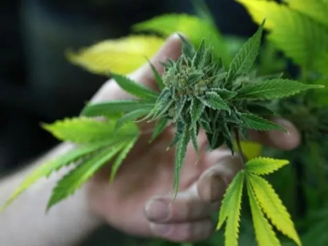 the development comes following berlin 039 s legalisation of medical marijuana last month photo reuters the development comes following berlin 039 s legalisation of medical marijuana last month photo reuters