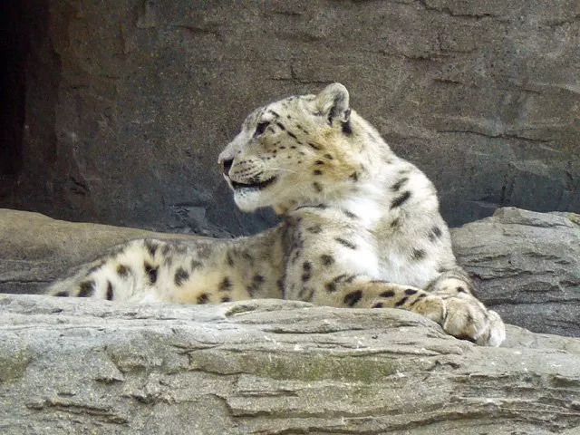 g b turns down advances for a snow leopard in its captivity from k p photo express g b turns down advances for a snow leopard in its captivity from k p photo express