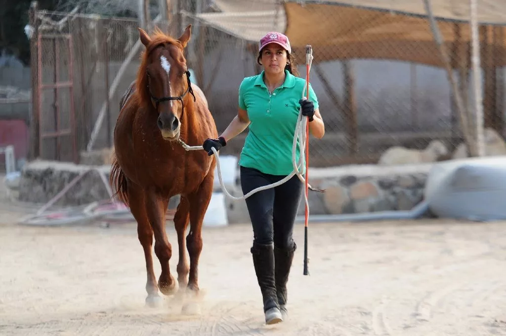 dana al gosaibi 039 s passion for training horses is hard to pursue in a conservative countr photo afp dana al gosaibi 039 s passion for training horses is hard to pursue in a conservative countr photo afp