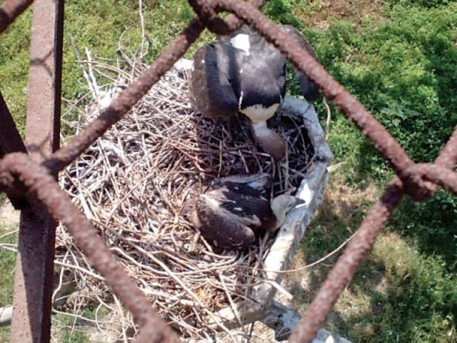 two chicks were born at the reserve last year as well photo wwf pakistan two chicks were born at the reserve last year as well photo wwf pakistan
