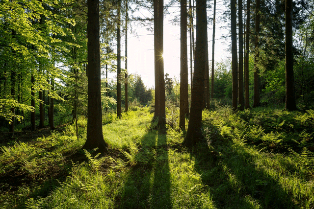 a local claims a few years ago some gallies forest division officials had unlawfully confiscated his stockpile of wood photo stock image