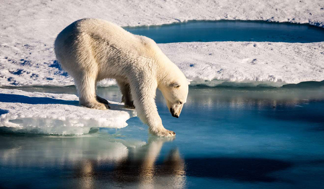 arctic sea ice has been shrinking steadily in recent decades damaging the livelihoods of indigenous peoples and wildlife such as polar bears photo afp