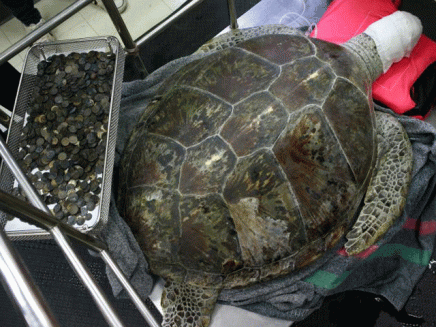 omsin a 25 year old female green sea turtle rests next to a tray of coins that were removed from her stomach after a surgical operation at the faculty of veterinary science chulalongkorn university in bangkok thailand march 6 2017 photo reuters