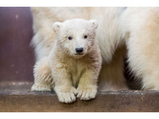 fritz was the first polar bear birth in eastern berlin 039 s tierpark zoo in 22 years photo afp