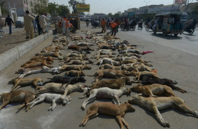 dog culling lhc seeks cdgl response dog culling lhc seeks cdgl response