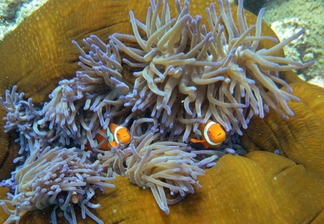 australia sees second year of barrier reef bleaching the reef contributes billions of dollars to the australian economy through tourism fishing and scientific research photo afp australia sees second year of barrier reef bleaching the reef contributes billions of dollars to the australian economy through tourism fishing and scientific research photo afp