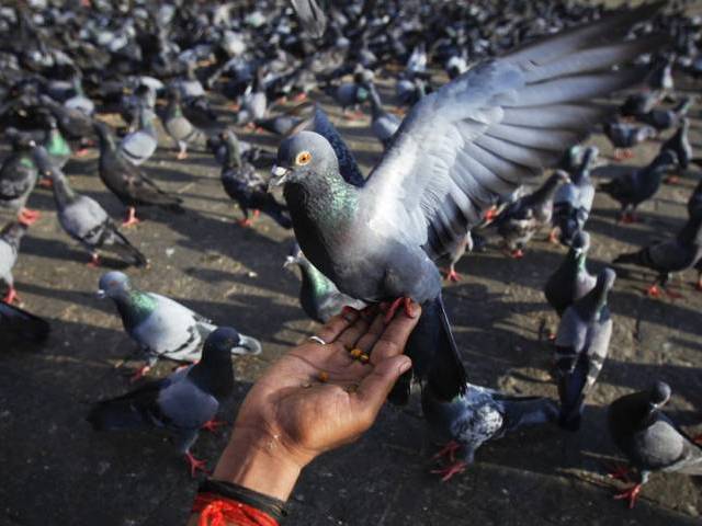 a handout says there will be a strict ban on pigeon and kite flying photo file