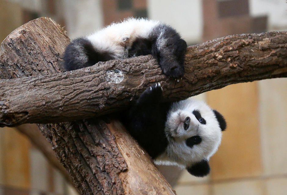 giant panda cub fu feng is seen in its enclosure at schoenbrunn zoo in vienna austria photo reuters