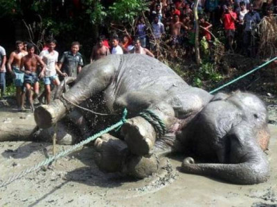 indian elephant whacks kills trainer at japan zoo