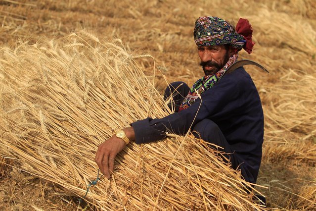 a farmer collects wheat at a field on the outskirts of islamabad photo afp