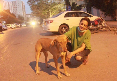 kmc s culling of stray dogs has reached a new low kmc s culling of stray dogs has reached a new low