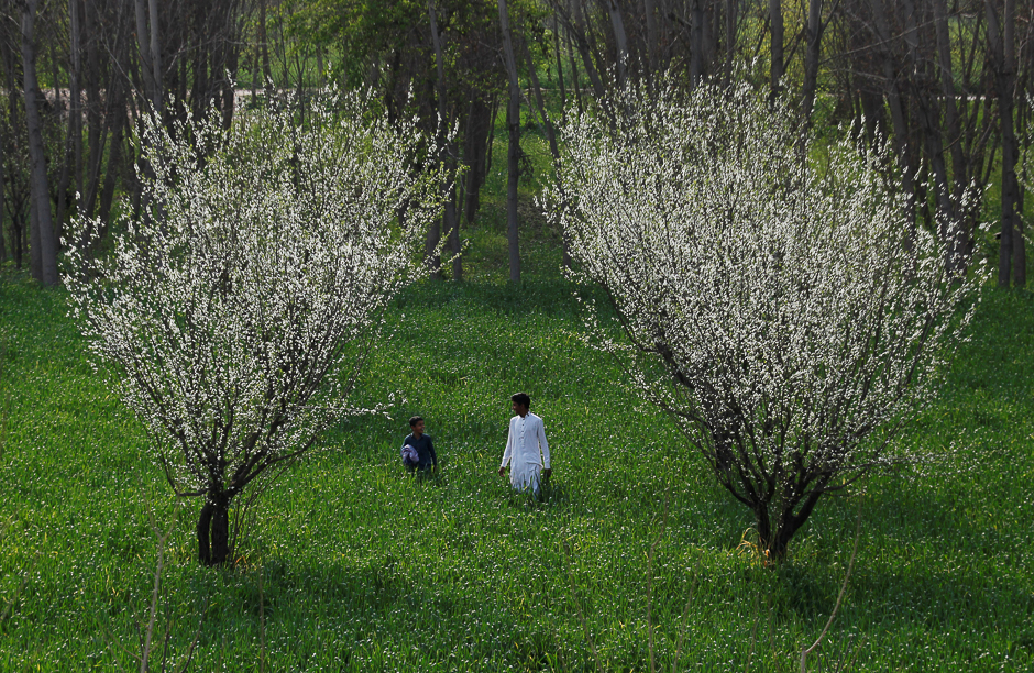 brothers walk through a wheat field under the blossoms of plum trees at a farm in peshawar pakistan photo reuters