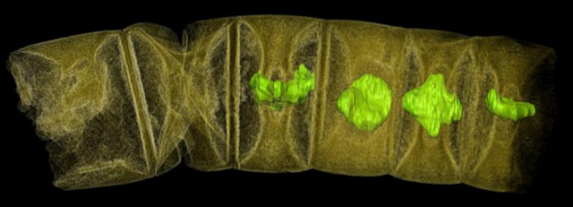 an x ray tomographic picture of fossil thread like red algae tinted to show detail unearthed in central india may represent the oldest known plants on earth dating from 1 6 billion years ago photo reuters