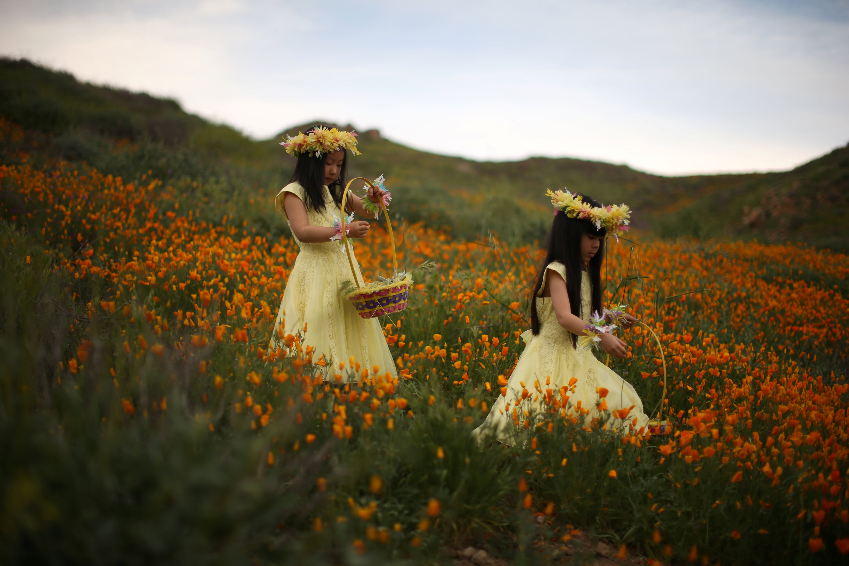 julia lu 5 l and amy liu 5 walk through a massive spring wildflower bloom caused by a wet winter in lake elsinore california us photo reuters