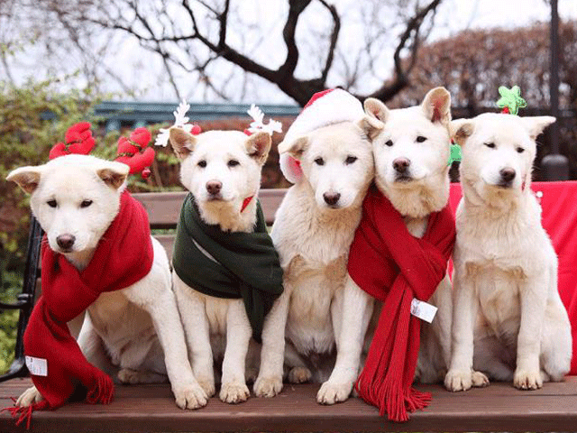 south korea 039 s former president park geun hye 039 s pet dogs are seen in this handout picture provided by the presidential blue house and released by news1 on december 24 2015 photo reuters