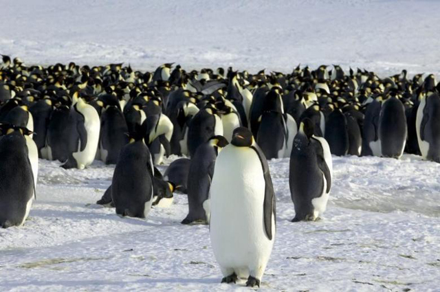 antarctic penguin numbers double previous estimates scientists