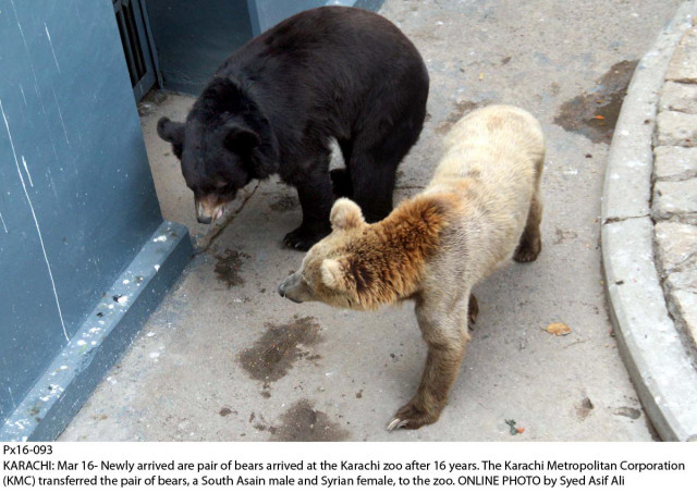 the male bear is south asian while the female is syrian photo online the male bear is south asian while the female is syrian photo online