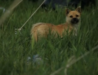 man takes teenager s life for irritating dog