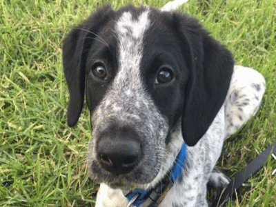runaway dog shot at auckland airport for delaying flights
