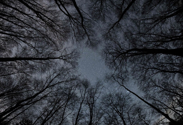 stars twinkle in the night sky over the treetops of a forest in frankfurt oder western germany photo afp