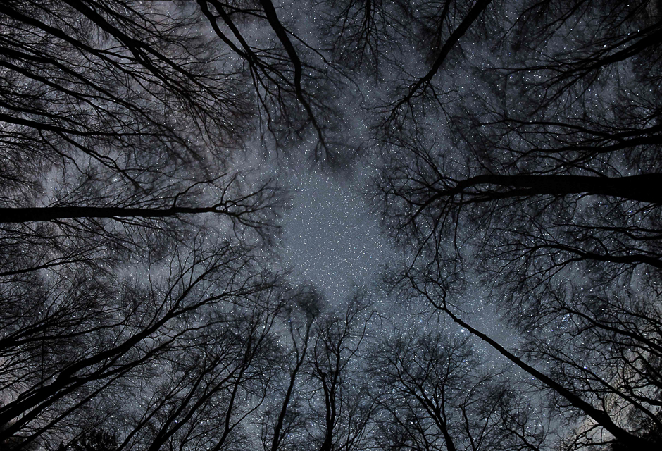 stars twinkle in the night sky over the treetops of a forest in frankfurt oder western germany photo afp