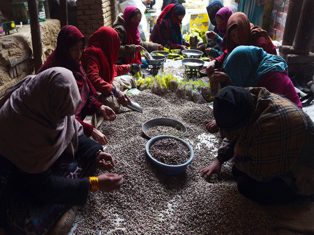 afghan taliban earned 15 million from the sale of pistachios last year photo express file afghan taliban earned 15 million from the sale of pistachios last year photo express file