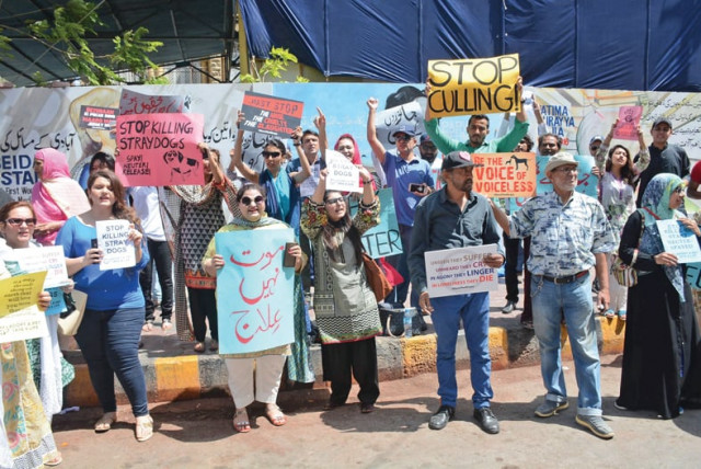 a voice to the voiceless holding placards which read kill corruption not dogs stop the killing and more protesters condemned the actions of kmc outside kpc on saturday photo mohammad azeem express a voice to the voiceless holding placards which read kill corruption not dogs stop the killing and more protesters condemned the actions of kmc outside kpc on saturday photo mohammad azeem express