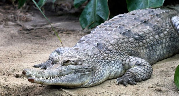 an 18 year old man escaped becoming a meal for a crocodile in queensland australia after he punched the reptile in the head photo afp