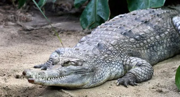 an 18 year old man escaped becoming a meal for a crocodile in queensland australia after he punched the reptile in the head photo afp an 18 year old man escaped becoming a meal for a crocodile in queensland australia after he punched the reptile in the head photo afp