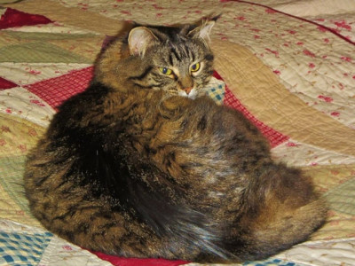 hero cat saves owners from carbon monoxide poisoning hero cat saves owners from carbon monoxide poisoning