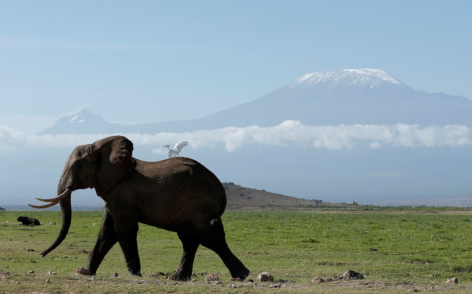 an elephant walks in amboseli national park in front of kilimanjaro mountain kenya photo reuters