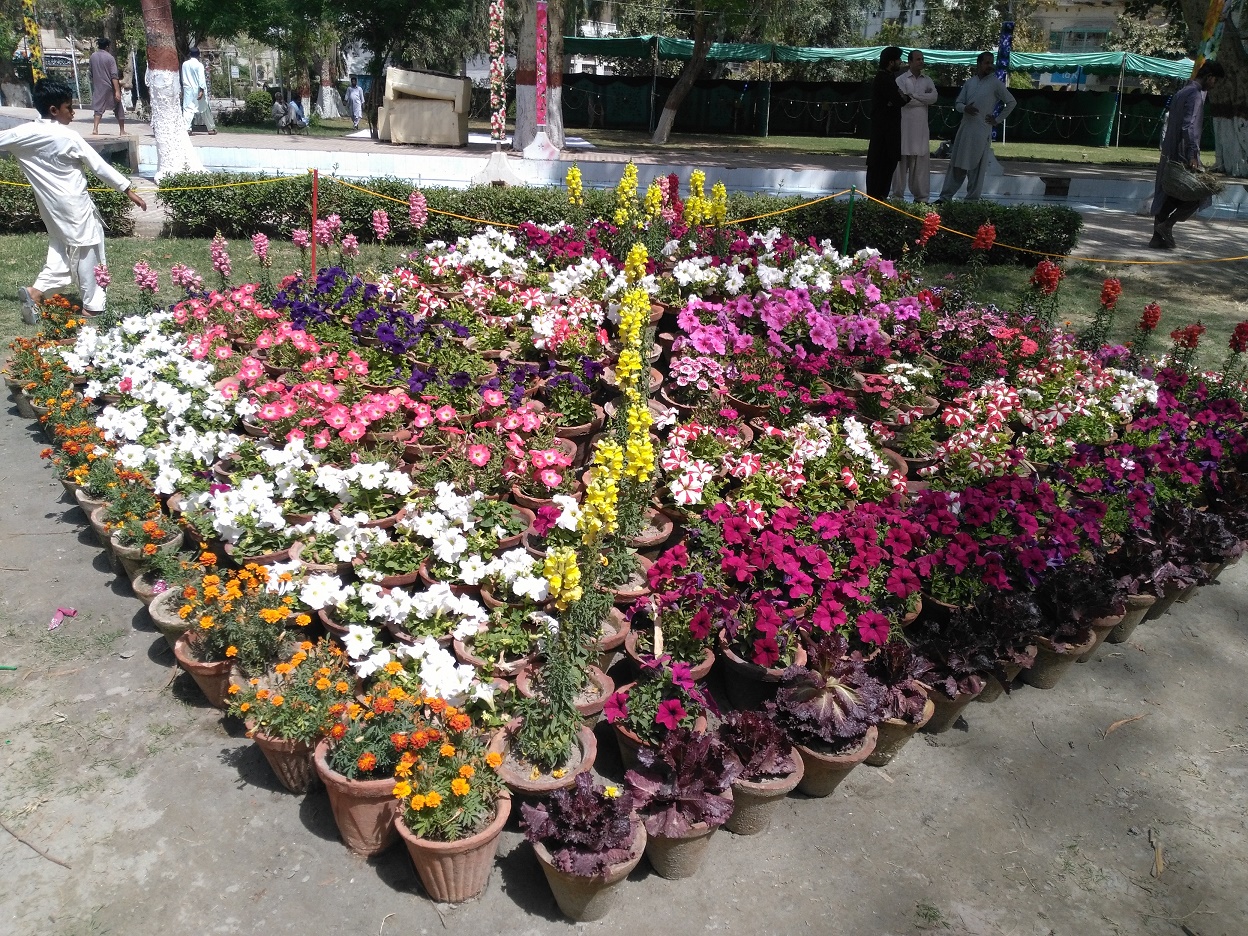 sukkur municipal corporation organises flower show