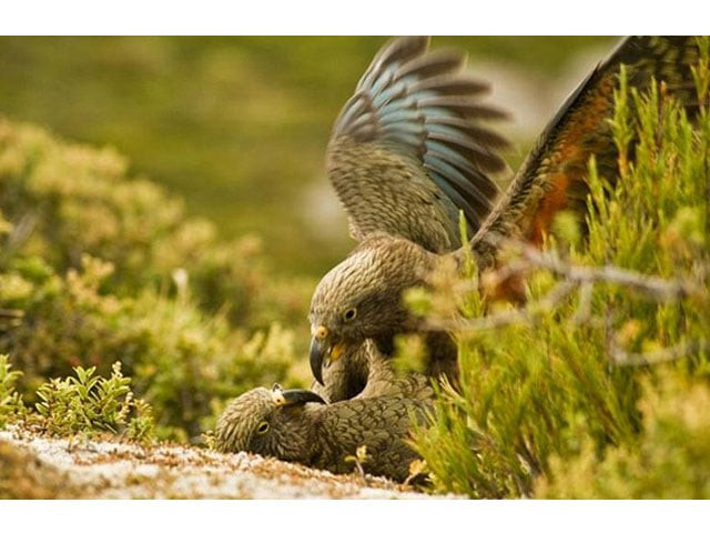 the kea parrot was found to have a 039 play call 039 distinct from its other vocalisations photo afp the kea parrot was found to have a 039 play call 039 distinct from its other vocalisations photo afp