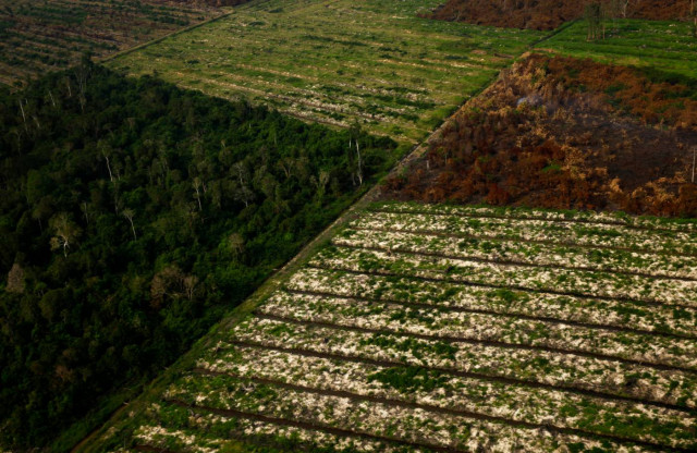 an aerial view of parts of a forest which have been burnt during haze in indonesia 039 s riau province june 28 2013 photo reuters an aerial view of parts of a forest which have been burnt during haze in indonesia 039 s riau province june 28 2013 photo reuters