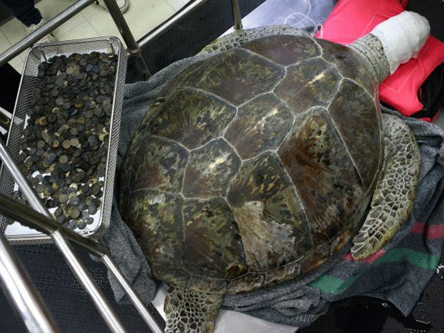 omsin a 25 year old female green sea turtle rests next to a tray of coins that were removed from her stomach at the faculty of veterinary science chulalongkorn university in bangkok thailand march 6 2017 photo reuters omsin a 25 year old female green sea turtle rests next to a tray of coins that were removed from her stomach at the faculty of veterinary science chulalongkorn university in bangkok thailand march 6 2017 photo reuters